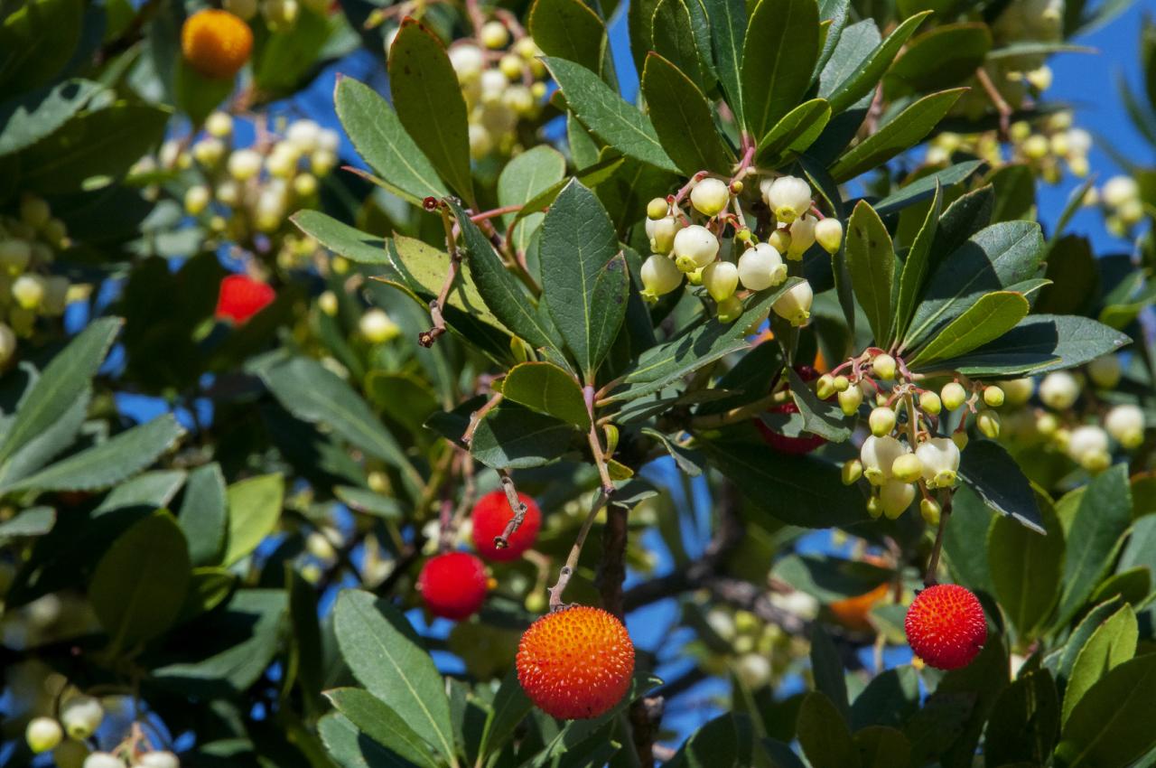 Ad Ecotekne si piantumano 50 nuovi alberi della flora salentina Ad Ecotekne si piantumano 50 nuovi alberi della flora salentina