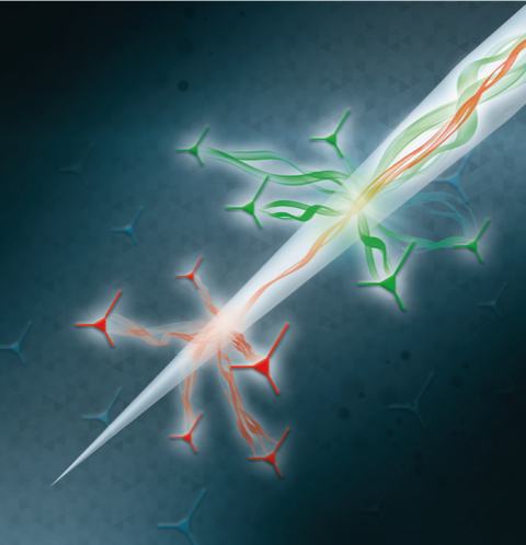 Sperimentata a Lecce una sonda ottica per 'scoprire' Parkinson, schizofrenia e depressione