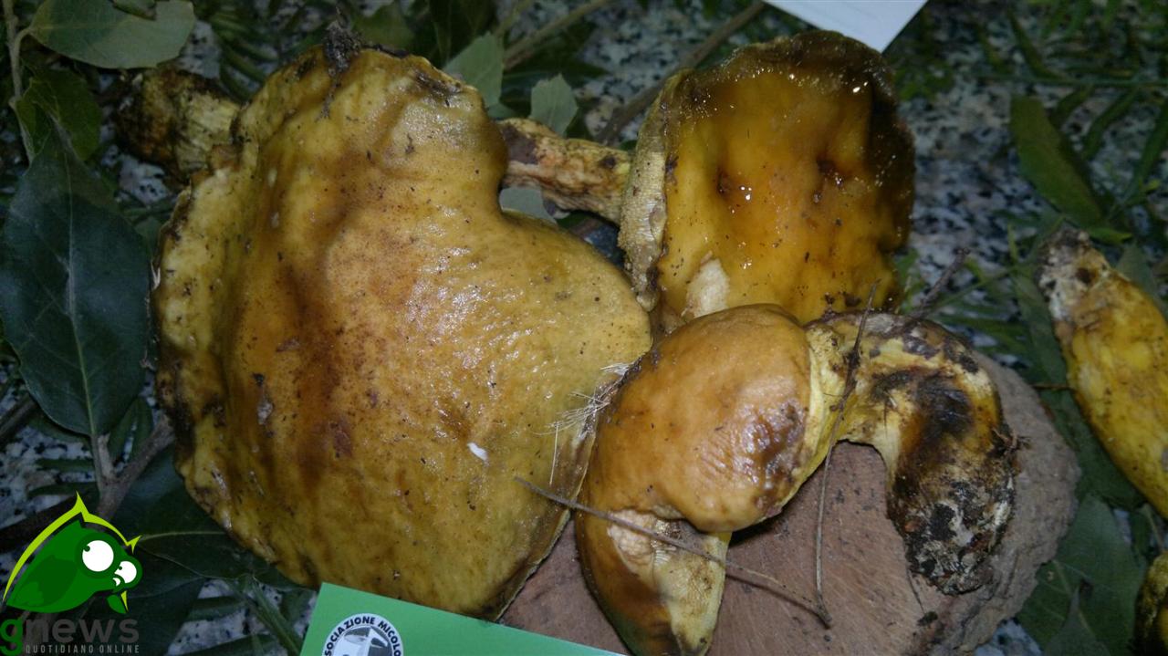 I 'Funghi del Salento' nella 24ma Mostra Micologica galatinese