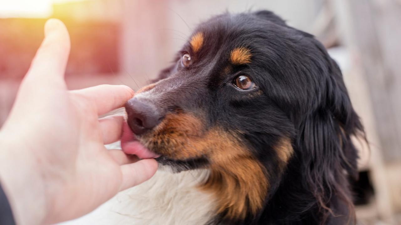 Sessantatreenne muore dopo essere stato leccato dal suo cane Sessantatreenne muore dopo essere stato leccato dal suo cane