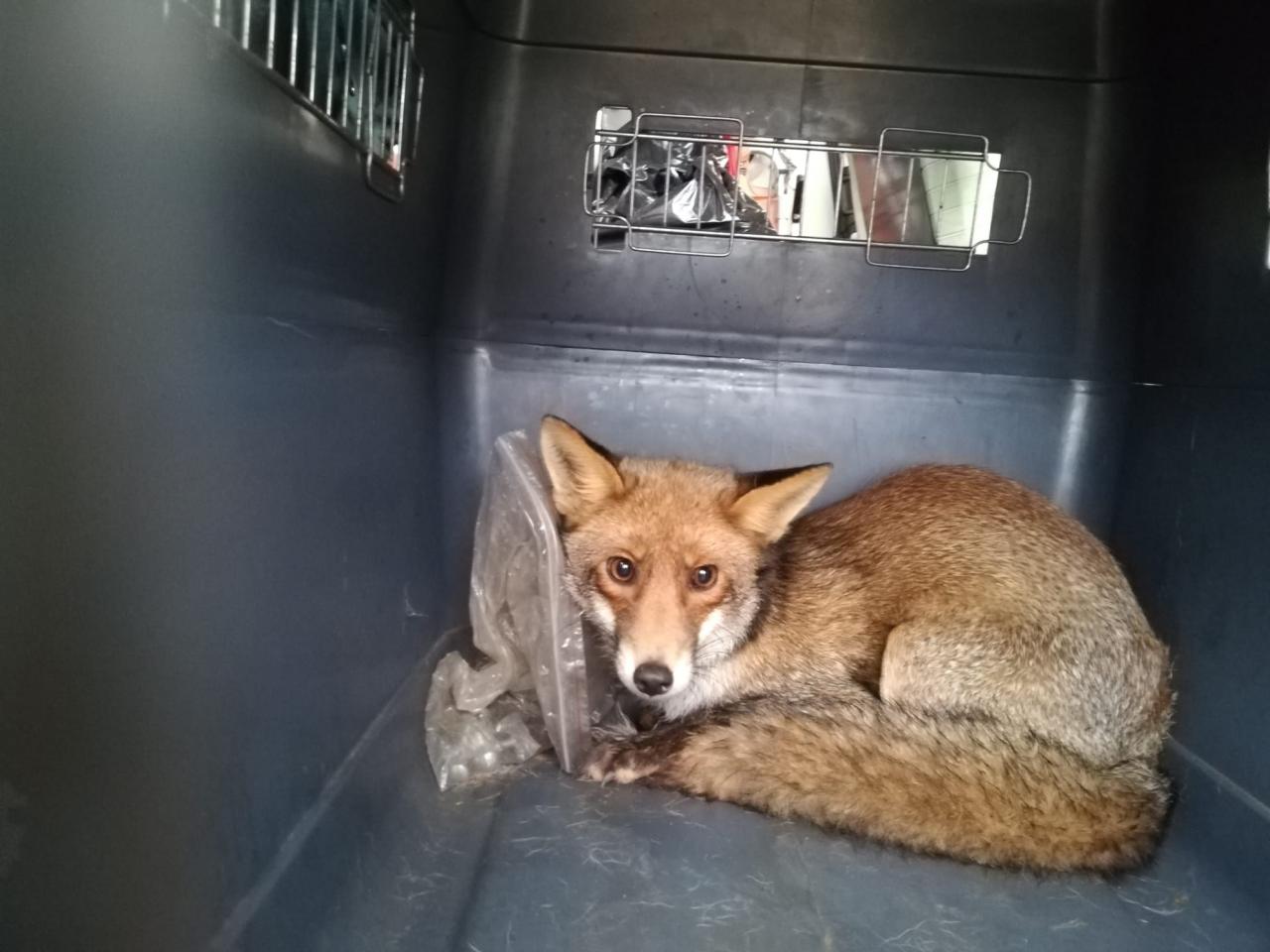 Galatinese trova una volpe in bagno e chiama le guardie zoofile