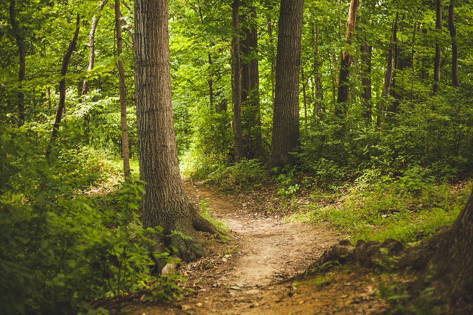 “piantiAMO gli Alberi, sosteniAMO il Pianeta” “piantiAMO gli Alberi, sosteniAMO il Pianeta”