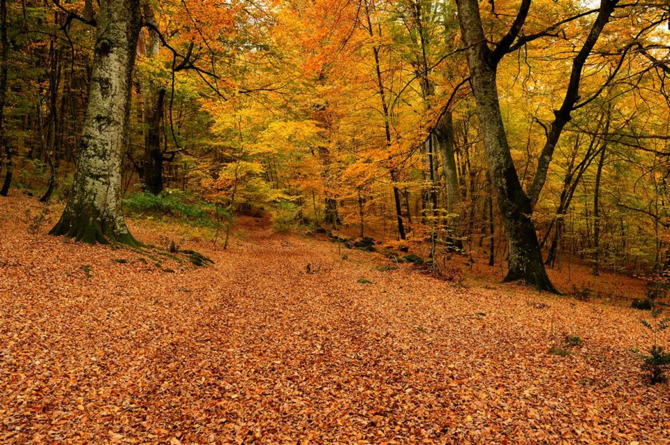 Qual è il momento migliore per respirare nelle foreste? Una ricerca del Cnr Qual è il momento migliore per respirare nelle foreste? Una ricerca del Cnr