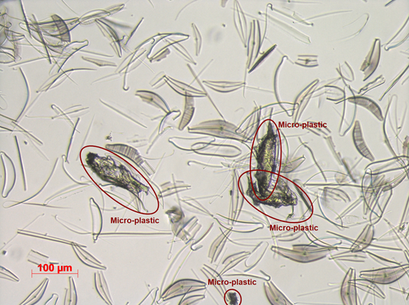 Olografia digitale e intelligenza artificiale per distinguere le microplastiche dal microplankton Olografia digitale e intelligenza artificiale per distinguere le microplastiche dal microplankton