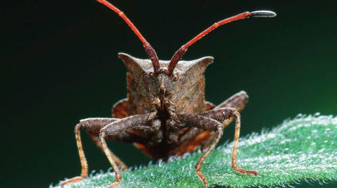Contro la cimice killer anche gli agricoltori pugliesi si mobilitano a Verona Contro la cimice killer anche gli agricoltori pugliesi si mobilitano a Verona