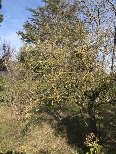 In Puglia i mandorli sono in fiore a gennaio