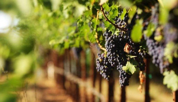 “Potatura della vite da vino”, grande successo per il corso organizzato da Coldiretti nel Salento “Potatura della vite da vino”, grande successo per il corso organizzato da Coldiretti nel Salento