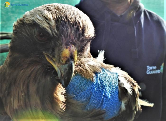 Un'aquila minore in cura a Torre Guaceto
