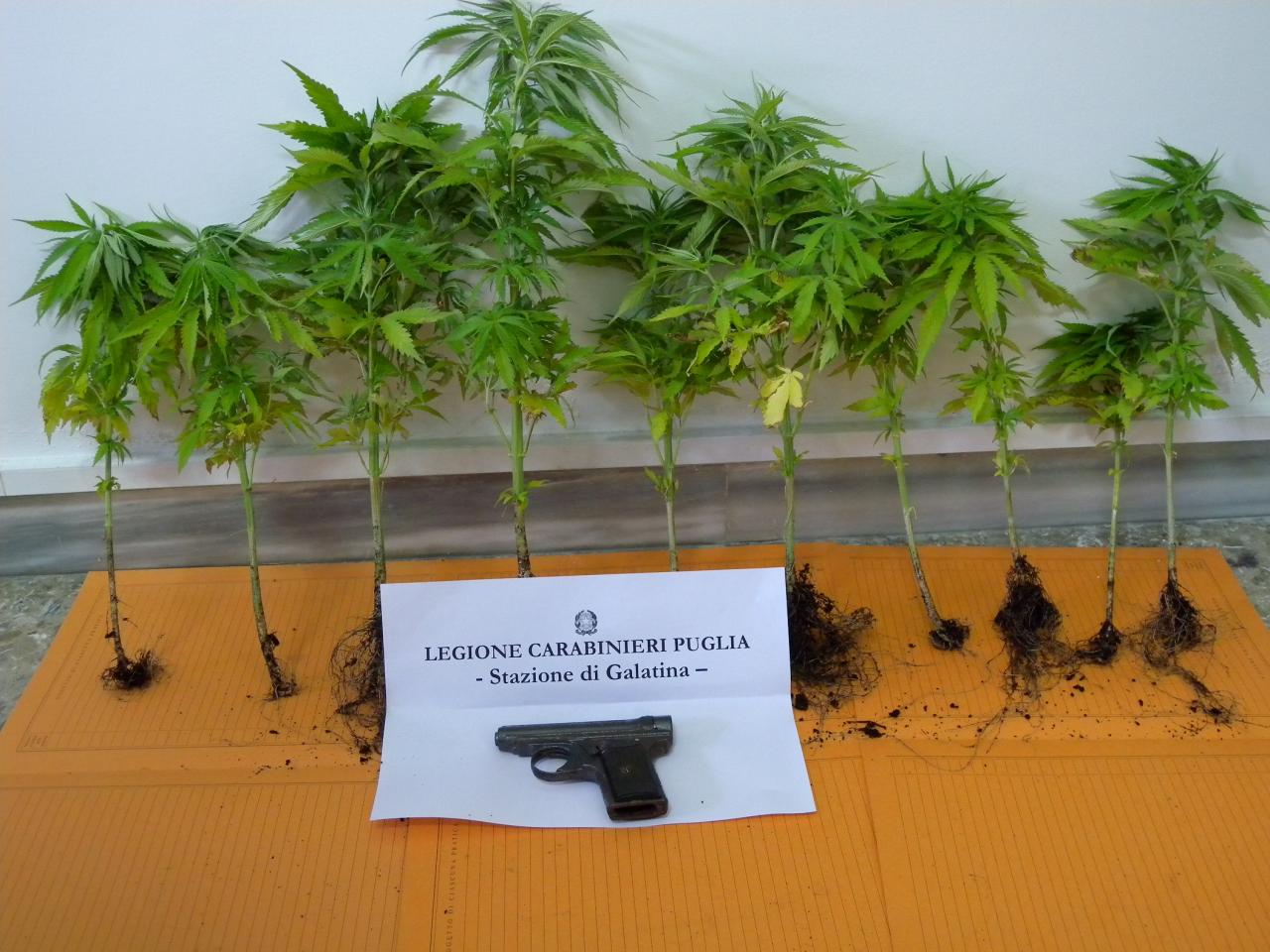Aveva venti piante di marijuana sul balcone e una pistola dietro al bidet. Arrestato galatinese abitante a Cutrofiano
