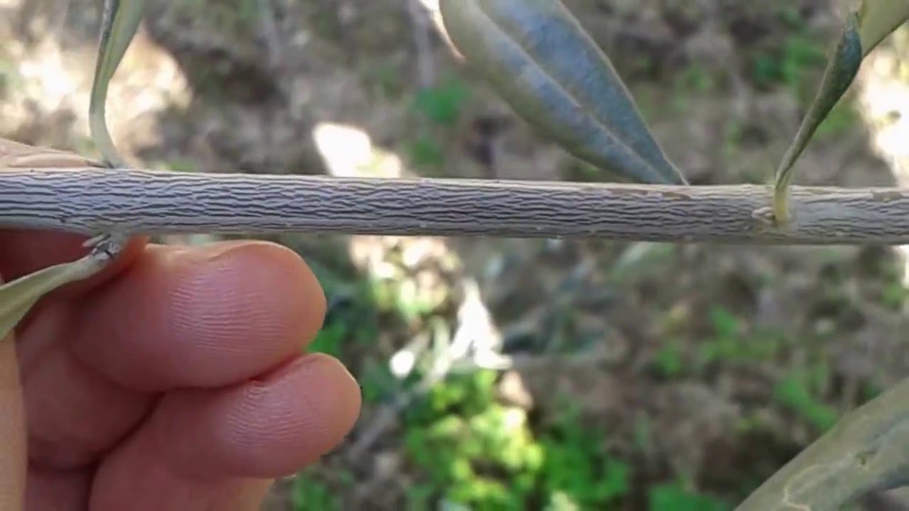 Un corso di innesto dell'ulivo Un corso di innesto dell'ulivo