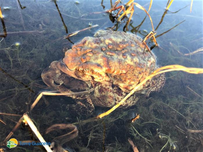 L'abbraccio dei rospi mentre arriva la primavera