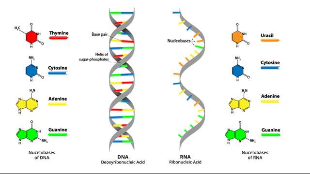 Risalire alle cause delle malattie attraverso la lettura del DNA Risalire alle cause delle malattie attraverso la lettura del DNA