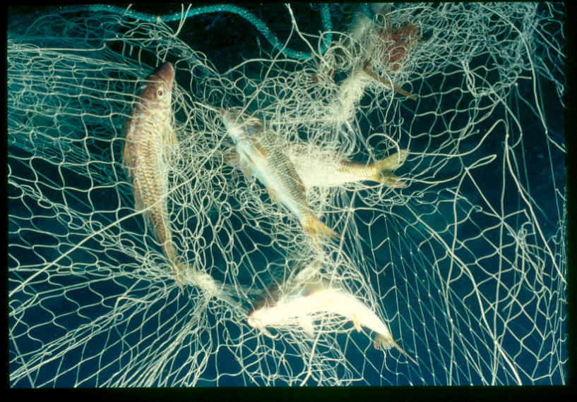 Pescava con rete vietata, multato a Santa Maria al Bagno pescatore di frodo Pescava con rete vietata, multato a Santa Maria al Bagno pescatore di frodo