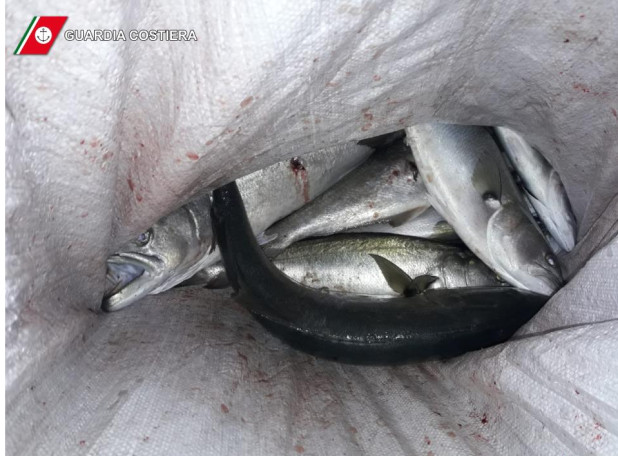 Tre persone sorprese a pescare pesce serra nel porto di Otranto: 6000 euro di multe e sequestro delle attrezzature