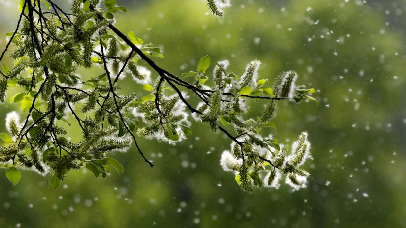 Per evitare il diffondersi dei pollini occorre fare la manutenzione del verde nelle città Per evitare il diffondersi dei pollini occorre fare la manutenzione del verde nelle città