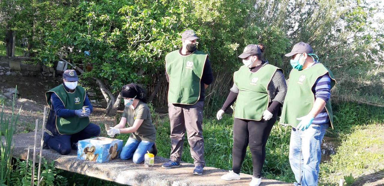 Sulla Galatina-Galatone liberati due tarabusini 