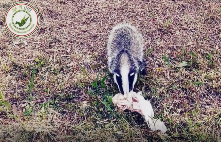Un tasso a Torre Chianca e colonie di gruccioni nei parchi leccesi