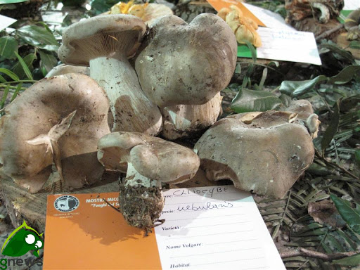 Consentito muoversi in tutta la Puglia per raccogliere i prodotti spontanei della terra Consentito muoversi in tutta la Puglia per raccogliere i prodotti spontanei della terra