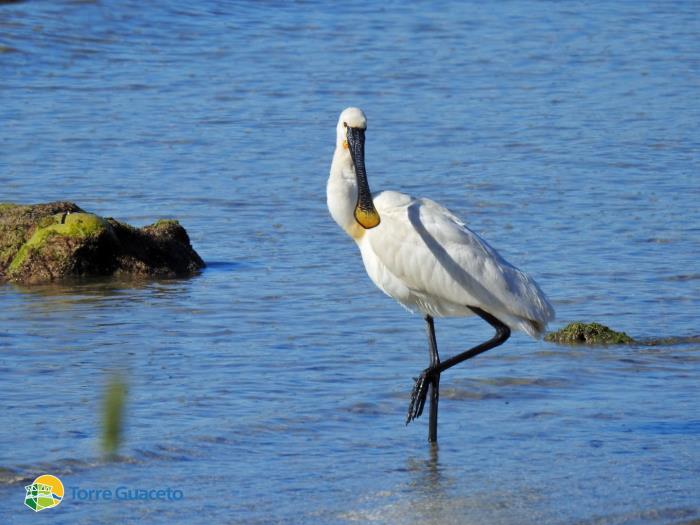 A Torre Guaceto è tornata la Spatola