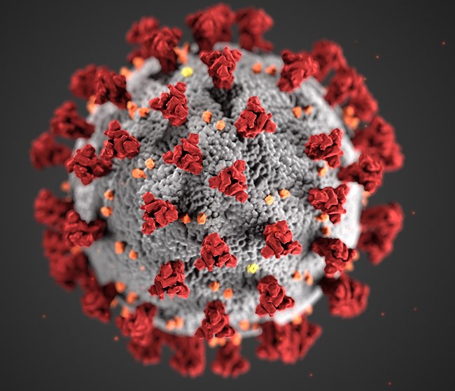 Sequenziati in Puglia due ceppi del virus SARS COV 2 Sequenziati in Puglia due ceppi del virus SARS COV 2