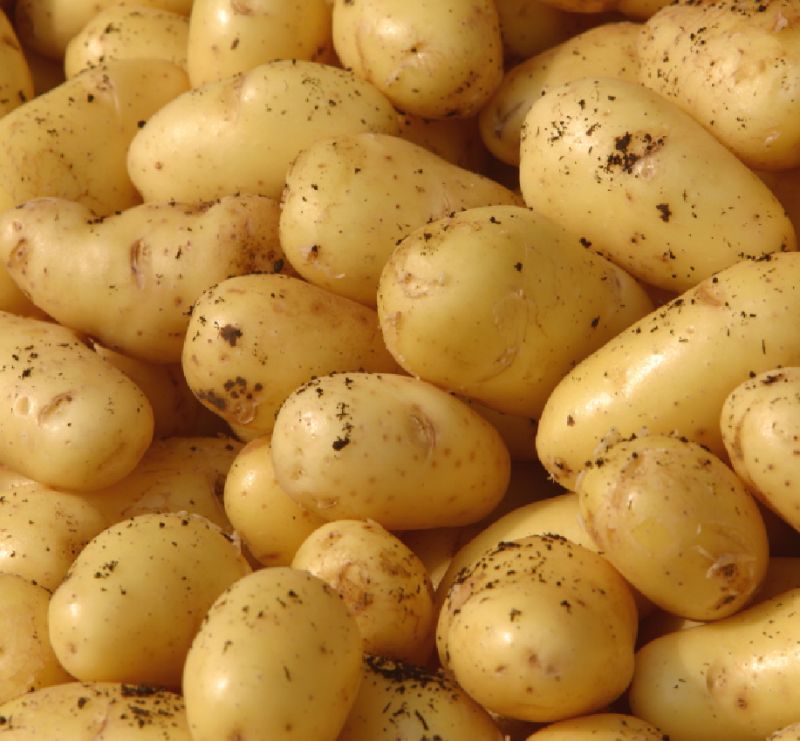 La patata di Galatina fra i DOP di Puglia La patata di Galatina fra i DOP di Puglia