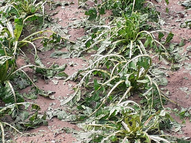 Piogge violente e grandine danneggiano gravemente le verdure anche nei campi intorno a Galatina
