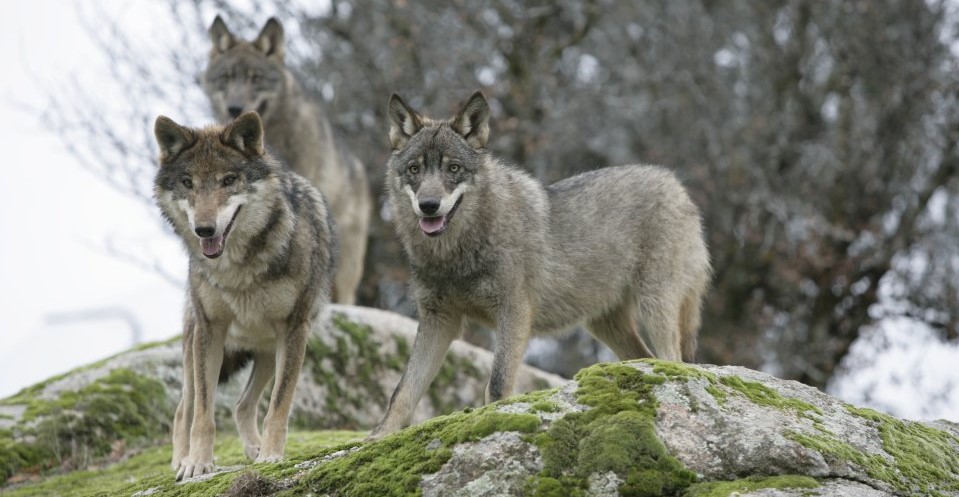 Il lupo fa stragi di pecore, capre e mucche nel foggiano e nel tarantino Il lupo fa stragi di pecore, capre e mucche nel foggiano e nel tarantino