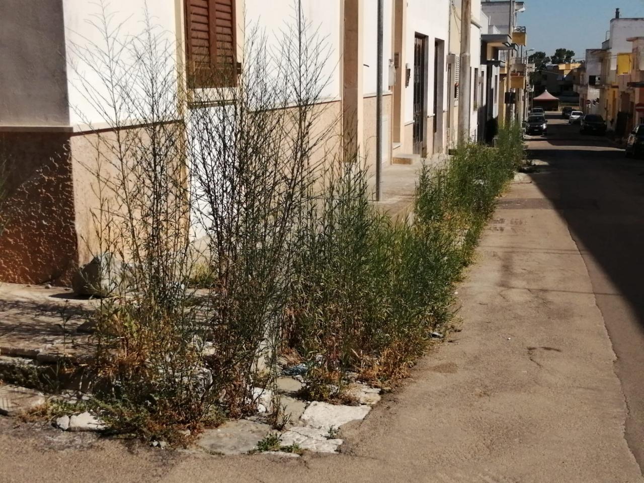 Abbattere la foresta di via Toti