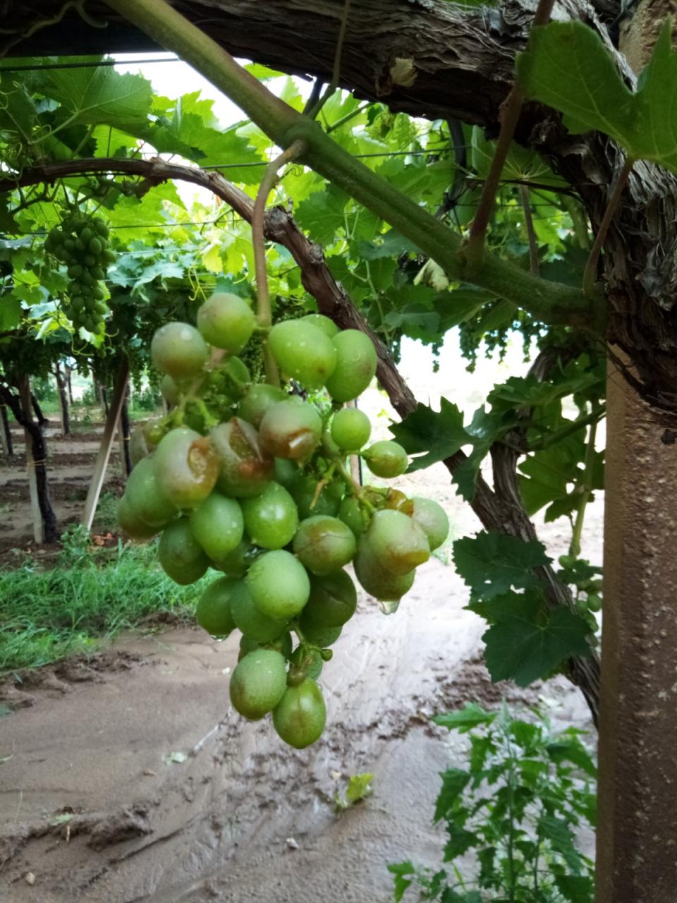 La grandine distrugge olive, pomodori e uva