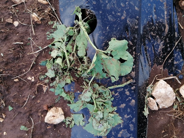 Tornano grandine e trombe d'aria, agricoltura pugliese in ginocchio