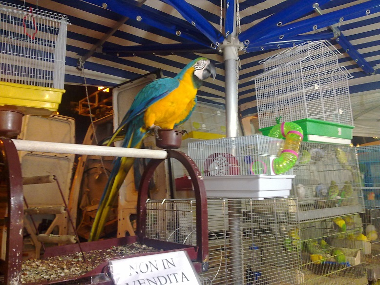 'Basta maltrattamenti degli animali sulle baracche delle feste patronali'