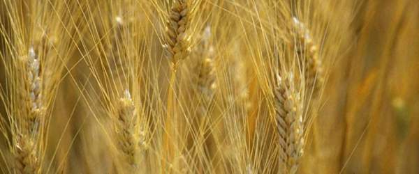 "Cogliete prima la zizzania e legatela in fastelli per bruciarla" "Cogliete prima la zizzania e legatela in fastelli per bruciarla"