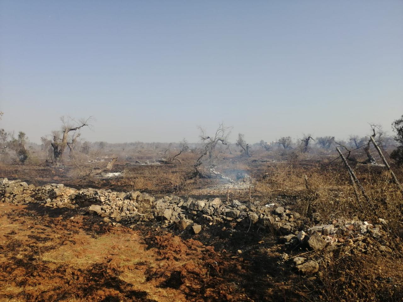 Devastati dalle fiamme 10 ettari di oliveto in agro di Galatina