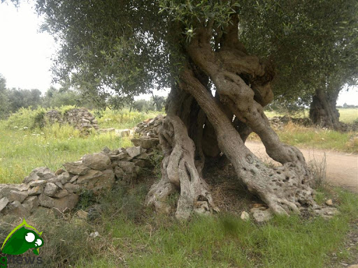 Olivicoltori in difficoltà, dal ministero dell'agricoltura venti milioni per acquistare olio EVO esclusivamente italiano Olivicoltori in difficoltà, dal ministero dell'agricoltura venti milioni per acquistare olio EVO esclusivamente italiano