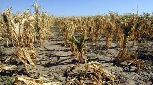 Allarme siccità in Puglia Allarme siccità in Puglia