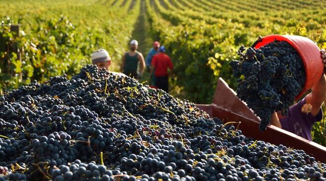 Il vino italiano del 2020 sarà di ottima qualità e verrà promosso in tutto il mondo Il vino italiano del 2020 sarà di ottima qualità e verrà promosso in tutto il mondo
