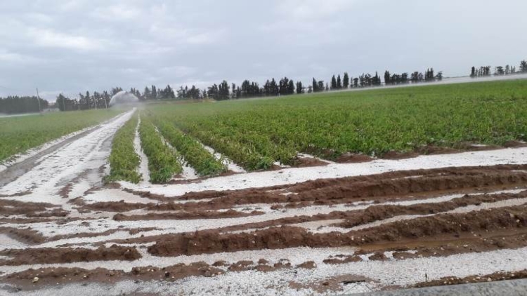 Clima tropicale in Puglia, agricoltura in ginocchio Clima tropicale in Puglia, agricoltura in ginocchio