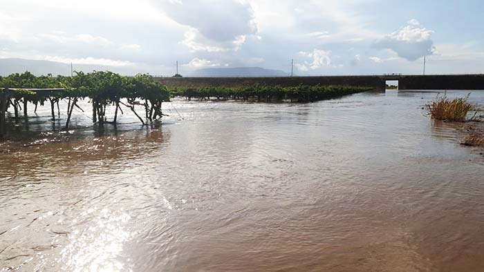 Il clima tropicalizzato danneggia gravemente l'agricoltura pugliese Il clima tropicalizzato danneggia gravemente l'agricoltura pugliese