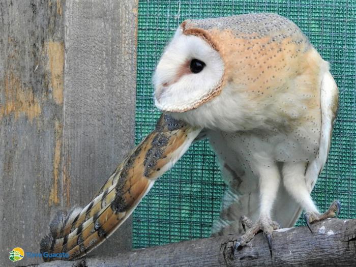 Torna libero un piccolo di barbagianni curato a Torre Guaceto
