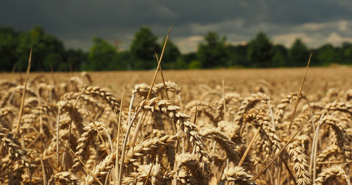Cresce il prezzo del grano e aumentano le importazioni dal Canada Cresce il prezzo del grano e aumentano le importazioni dal Canada