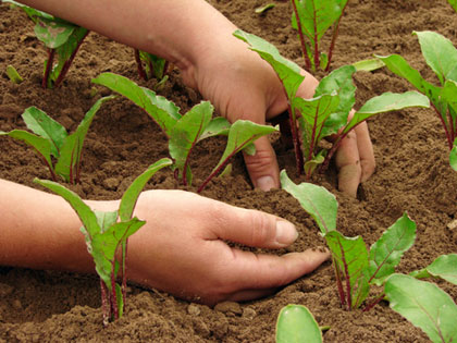 Consentito spostarsi fra comuni agli agricoltori per hobby Consentito spostarsi fra comuni agli agricoltori per hobby