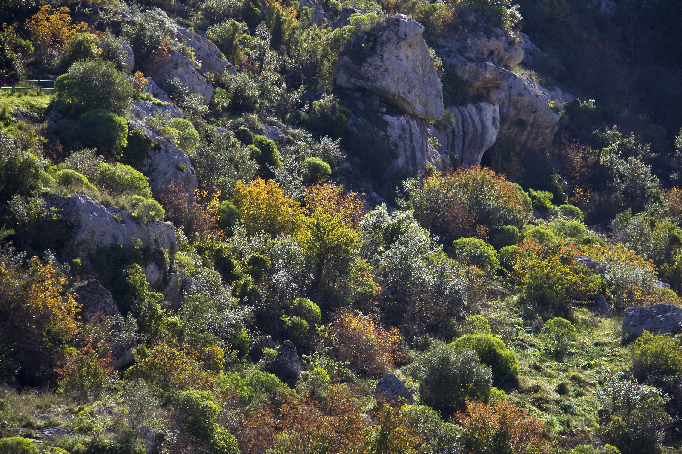 Cinque polmoni verdi per il Salento Cinque polmoni verdi per il Salento
