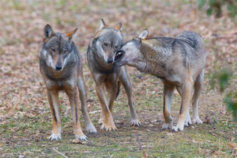 Lupi e cani inselvatichiti fanno mattanza di capre e pecore anche nelle campagne di Lecce e Brindisi