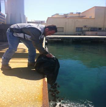 4000 euro di multa per aver raccolto 1500 ricci di mare