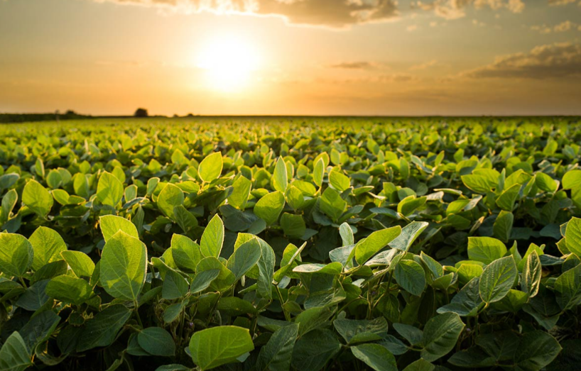 "Dall'agricoltura verde almeno un milione di posti di lavoro sfruttando il Recovery fund" "Dall'agricoltura verde almeno un milione di posti di lavoro sfruttando il Recovery fund"