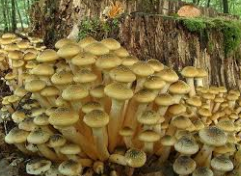 Mangiare i funghi spontanei solo dopo averli fatti controllare dalla Asl