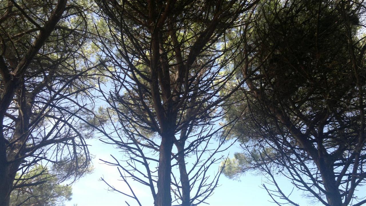 Nuove piante per mitigare i cambiamenti climatici Nuove piante per mitigare i cambiamenti climatici