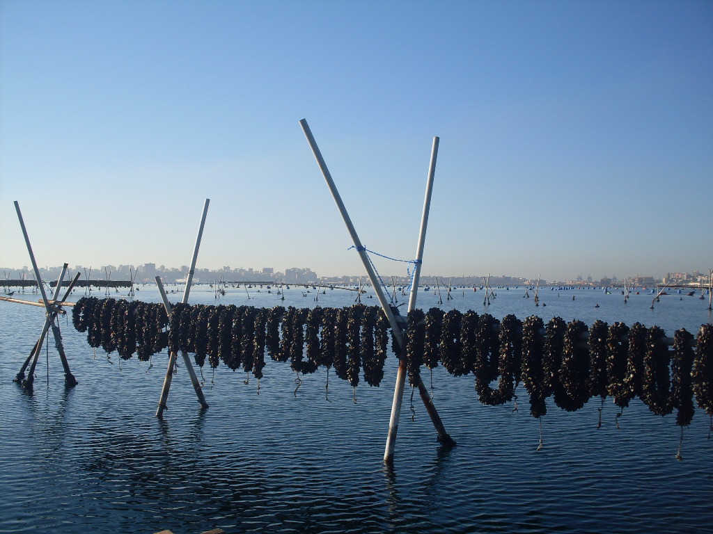 Molluschicoltura e acquacoltura: sottoscritta una convenzione tra l’Arpa Puglia e l’Istituto Zooprofilattico Sperimentale di Puglia e Basilicata