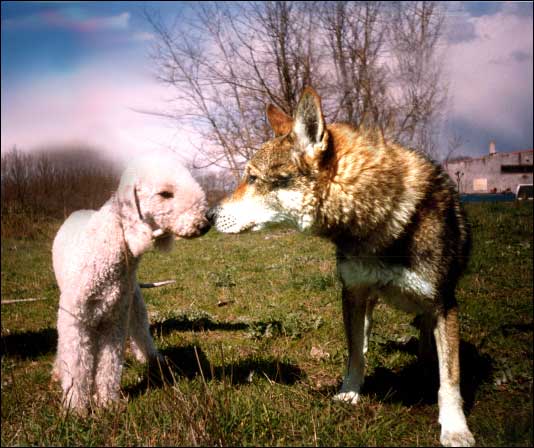 Vi mando come agnelli in mezzo a lupi