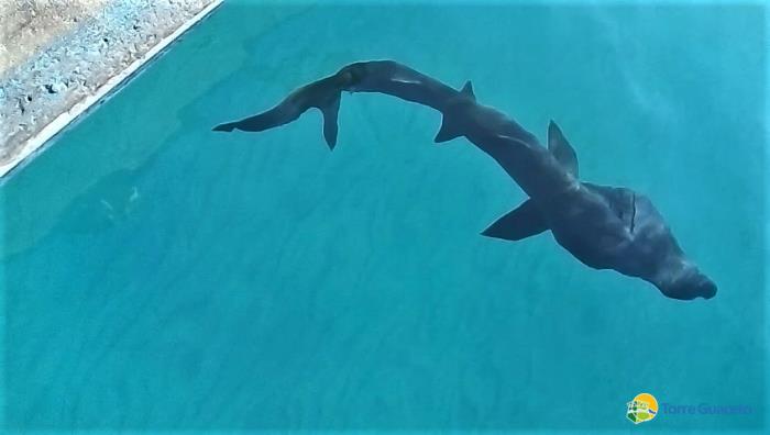 Un giovane squalo elefante salvato dai pescatori di Torre Guaceto